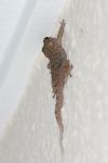 FO5_0444.jpg
