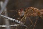 FO5_6707.jpg