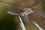FO5_8051.jpg