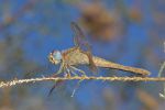 FO5_8096.jpg